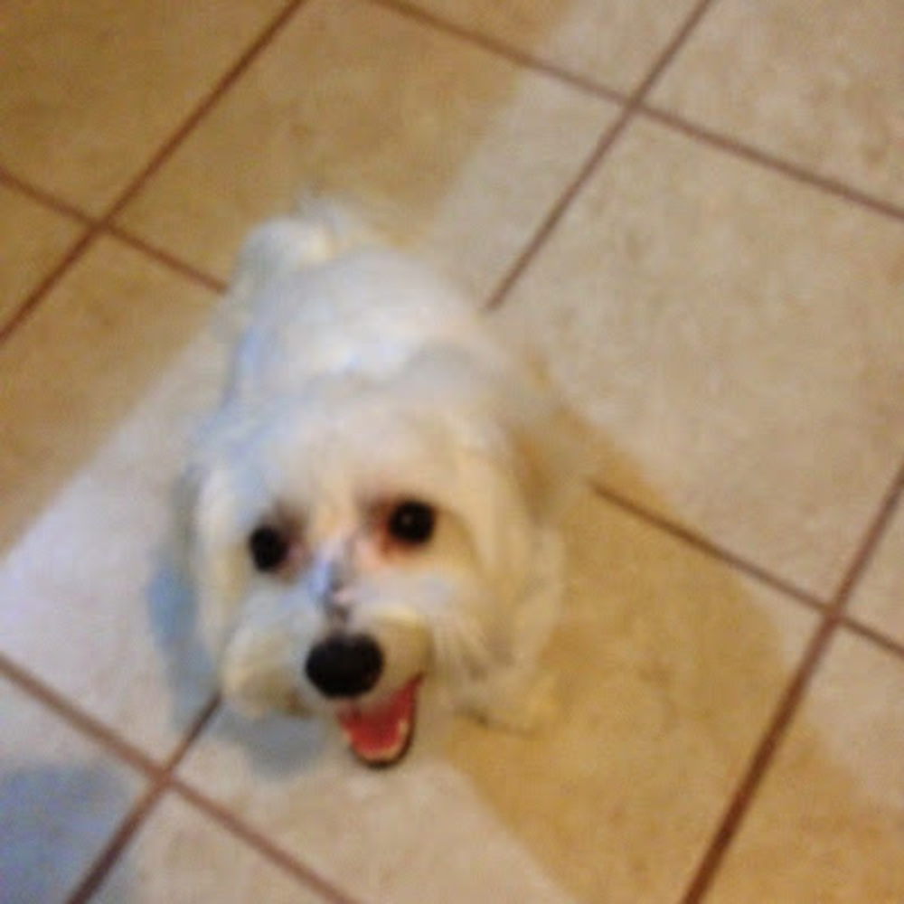 Meet your Posher, Mamaloves